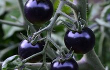کشت گوجه فرنگی سیاه در شهر طلای سبز