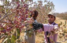 برداشت ۲۵ هزارتن پسته در رفسنجان/ساماندهی کارگران فصلی در بحران کرونا