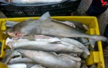 با ماهی‌فروشان دوره‌گرد در رفسنجان برخورد می‌شود/ماهی از فروشندگان دوره‌گرد نخرید