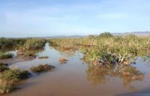 سیلاب ۷ هزار میلیارد ریال به باغات پسته رفسنجان خسارت وارد کرده است