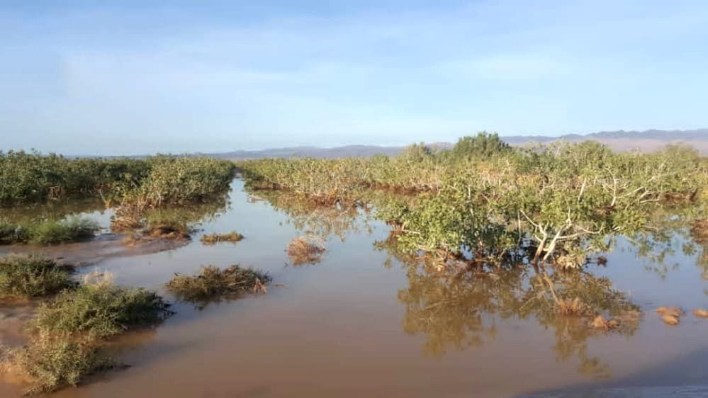 سیلاب ۷ هزار میلیارد ریال به باغات پسته رفسنجان خسارت وارد کرده است