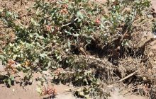 خسارت‌‌های وارده بر باغات پسته ۲۰۰ هزار نفر را در رفسنجان بیکار می‌کند