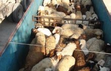 کشف ۲۵۰ راس گوسفند قاچاق در رفسنجان