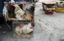 فروش مرغ و کشتار خارج از کشتارگاه در رفسنجان ممنوع شد