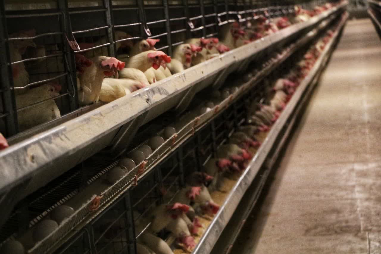 راه‌اندازی واحد تولیدی تمام خودکار مرغ تخم‌گذار در رفسنجان