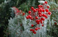 امشب هوا در استان کرمان سردتر می‌شود/ سرمازدگی محصولات کشاورزی را تهدید می‌کند