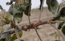 سهمیه سوخت برای مقابله با سرمازدگی به کشاورزان رفسنجانی اختصاص یافت