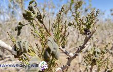 گزارش تصویری|سرمازدگی به باغات پسته رفسنجان خسارت وارد کرد