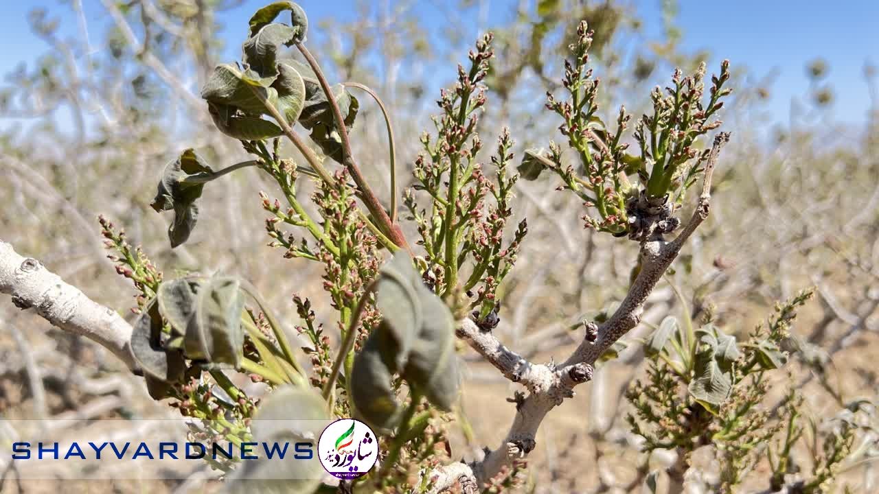 گزارش تصویری|سرمازدگی به باغات پسته رفسنجان خسارت وارد کرد