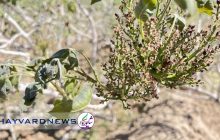سرمازدگی به ۱۲ هزار هکتار از باغات پسته رفسنجان خسارت وارد کرده است