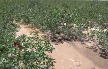فیلم|سیلاب به منازل و باغات پسته در روستاهای نوق رفسنجان خسارت وارد کرد