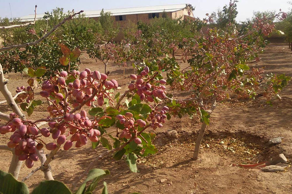 اطلاعيه |صدور سند مالکیت تک برگ برای باغ‌های کشاورزی در رفسنجان