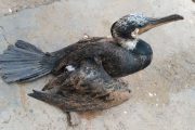 غازهای وحشی تلف‌شده در رفسنجان نمونه‌گیری می‌شوند/مردم به پرندگان مهاجر آسیب نزنند