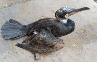 غازهای وحشی تلف‌شده در رفسنجان نمونه‌گیری می‌شوند/مردم به پرندگان مهاجر آسیب نزنند