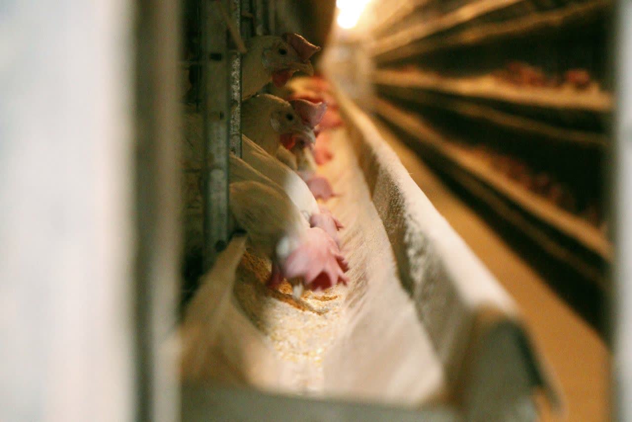 طرح مرغ تخم‌گذار با سرمایه‌گذاری ۴۰ میلیاردتومان در رفسنجان به بهره‌برداری رسید