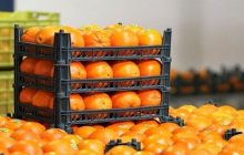 آغاز مرحله سوم توزیع میوه تنظیم بازار در رفسنجان