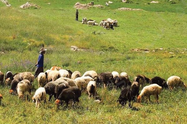 ورود دام به مراتع رفسنجان تا بیستم اردیبهشت‌ماه ممنوع است