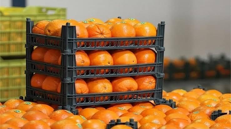 آغاز توزیع میوه تنظیم بازار در رفسنجان