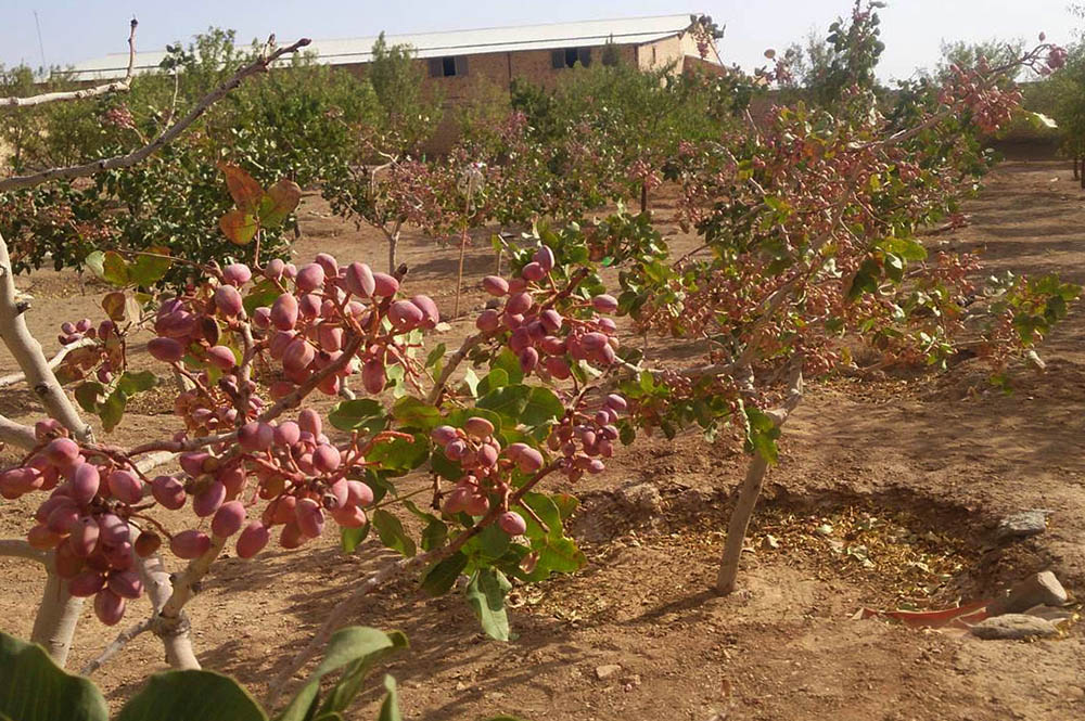 هیأت اروپایی به رفسنجان سفر می‌کند