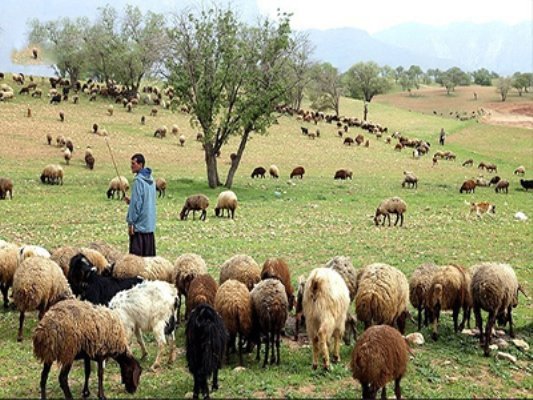 ۸۰ درصد از مراتع رفسنجان از بین رفته است/اداره امور عشایری در رفسنجان تشکیل می‌شود