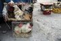 فروش مرغ و کشتار خارج از کشتارگاه در رفسنجان ممنوع شد