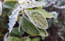استان کرمان سردتر می‌شود‌/احتمال سرمازدگی محصولات گلخانه‌ای