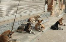سگ بلای جان خانم ۸۱ ساله‌ای در رفسنجان شد/سگ‌های ولگرد که امنیت جانی و سلامت مردم را نشانه گرفتند