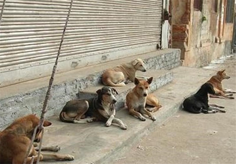 سگ بلای جان خانم ۸۱ ساله‌ای در رفسنجان شد/سگ‌های ولگرد که امنیت جانی و سلامت مردم را نشانه گرفتند
