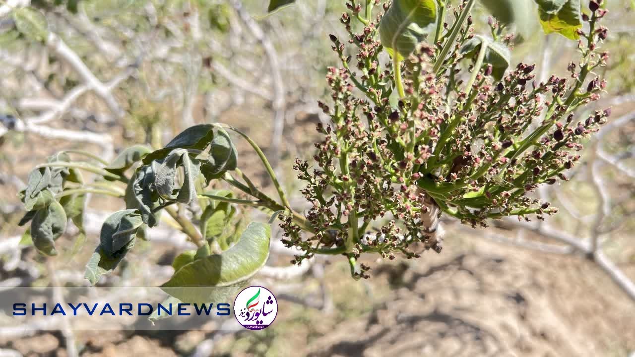 سرمازدگی به ۱۲ هزار هکتار از باغات پسته رفسنجان خسارت وارد کرده است