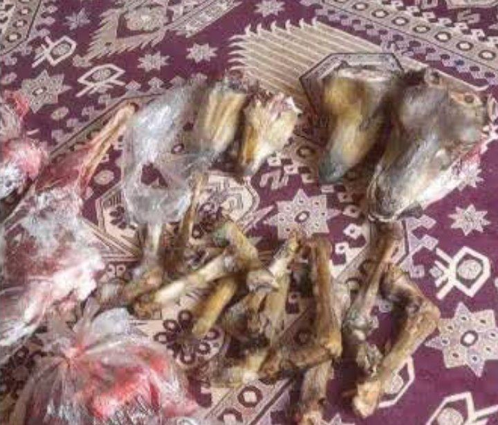 شکارچیان قوچ و میش وحشی در رفسنجان دستگیر شدند