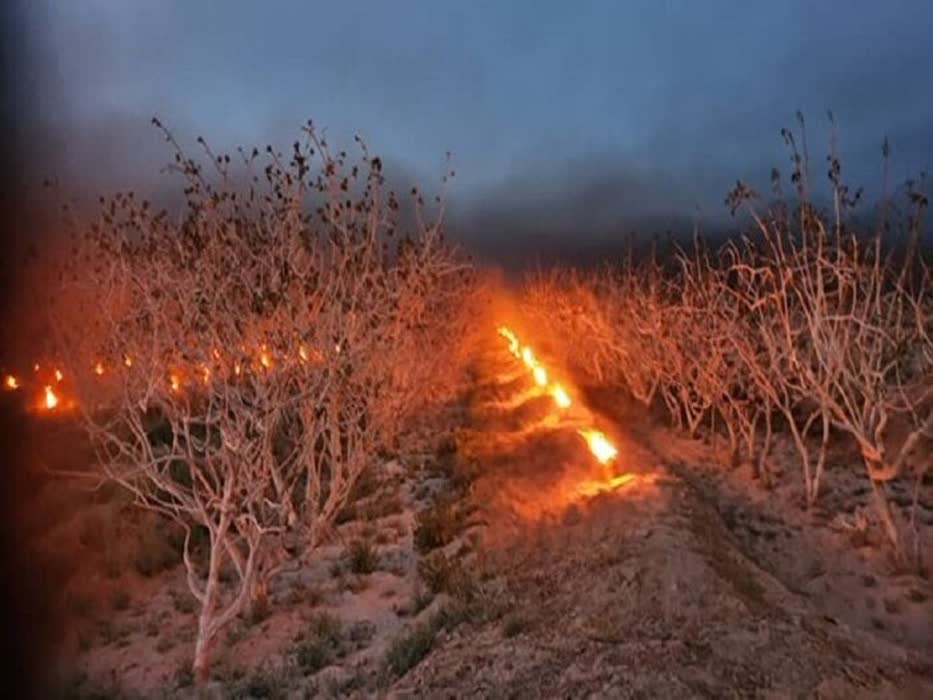 آماده باش رفسنجان برای مقابله با سرمازدگی بهاره درختان پسته